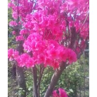 大量供应映山红苗