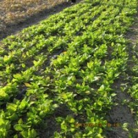 全国保鲜快递发苗白玉兰小苗五角枫小苗紫薇小苗