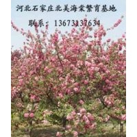 火焰海棠、凯尔斯海棠、王族海棠