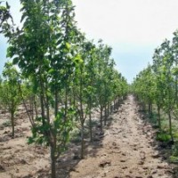 出售自己苗圃海棠树