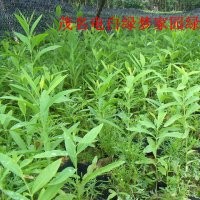 供应檀香小苗，印度老山檀香苗