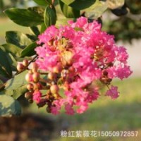 紫薇园艺苗圃出售紫薇苗紫薇花苗红花赤薇苗赤薇小苗