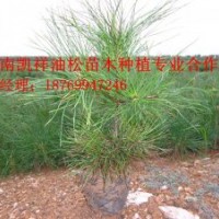 凯祥苗木种植专业合作社黑松,油松,侧柏