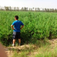 供应60-80厘米高樟子松营养杯树苗10万株