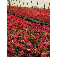 供应亿方达园林美秋红枫小苗