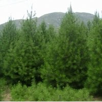 侧柏 白皮松 油松 华山松