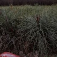 侧柏价格 山西侧柏 绿化侧柏