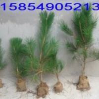 供应油松苗 油松小苗