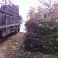 优质香椿树苗|香椿苗|优质香椿|香椿苗价格|，诚信为本