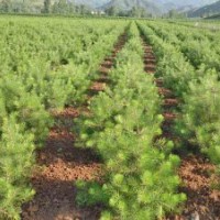 供应各种苗木 白皮松 松柏 油松