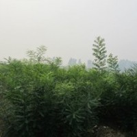 供应一年生国槐