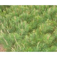 油松 油松种植地 油松定植苗 油松占地苗