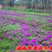 红花继木小苗价格，红花继木球价格，红叶石楠小苗价格，红叶石楠