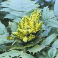 大量供应十大功劳，腊梅，榆叶梅，连翘，红王子锦带