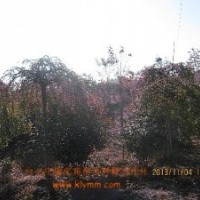 供应6-10cm龙爪槐