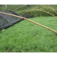 50-80公分白皮松优惠价格供应