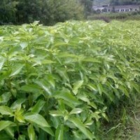 香樟树小苗批发