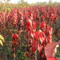 红叶樱花|美国红叶樱花|泰安红叶樱花