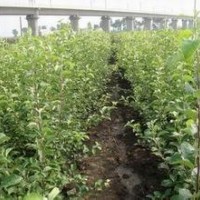 柳树苗2-4年生柳树2-6公分柳树山西柳树苗批发