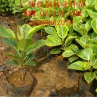 富贵榕营养苗富贵榕种子供应富贵榕价格优惠