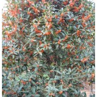 80-1米高状元红移栽苗