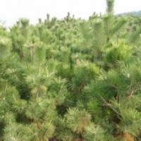 油松小苗营养袋，营养杯，各种规格油松绿化树