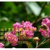 供应山东泰安 皂角 紫薇 1-3年苗 当年紫薇 皂角苗