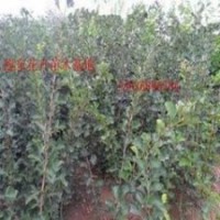 长期供应各类种苗.绿化苗木