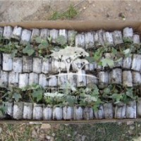 供应红点红点红枫 红点红点红枫小苗 红点价格