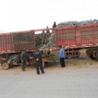 供应山东烟台大叶黄杨工程苗