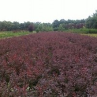 大量出售红叶小檗