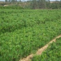 供应黑松苗，侧柏苗，黑松小苗，黑松容器苗，油松苗