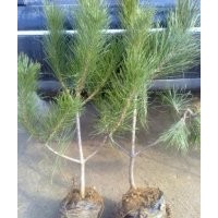 油松、油松苗、油松苗木、油松小苗、油松大苗、油松工程苗