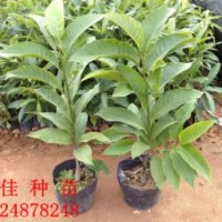 供应白玉兰种苗20~100cm质量好价格平成活率高欢迎询价