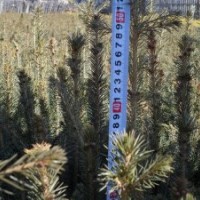 急售 油松 樟子松 长白落叶换床苗