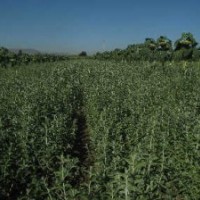 供应沙枣苗 山杏苗 五角枫苗