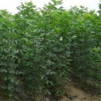 白蜡小苗，白蜡苗价格，白蜡苗
