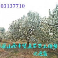 八棱海棠树特价优惠中。快来抢购吧