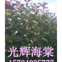 急售光辉海棠-河北光辉海棠