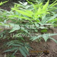 无患子苗洗手果苗木患子树苗菩提树苗批发庭院保平安树苗