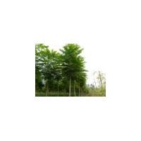 出售8到10的千头椿