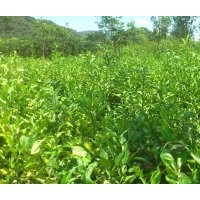 出售香橼五角枫珍珠罗汉松种