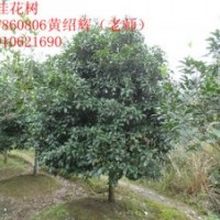 广西桂林10cm桂花树精品出售