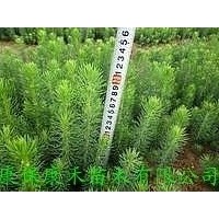 康禾苗木直供 一年生地栽云杉小苗10-15cm