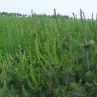 供应山东油松苗 油松树苗