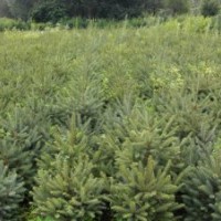 出售 云杉 樟子松 红松 黑松