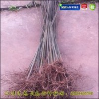 【香椿苗】大棚专用香椿苗|红油香椿苗