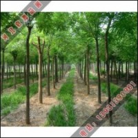 保证苗农们的速生国槐小苗健康成长