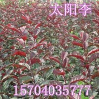 密枝红叶李、求购密枝红叶李