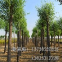 嫁接香花槐海源厂家供应